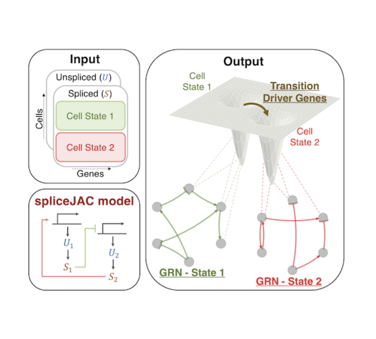 The workflow of the 
                bioinformatic package spliceJAC developed in the lab of Federico Bocci