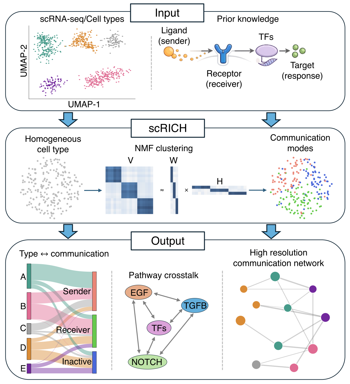 The workflow of the 
                bioinformatic package scRICH to study cell-cell communication developed in the lab of 
                Federico Bocci