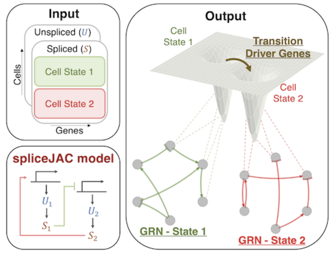 The workflow of the 
                bioinformatic package spliceJAC for gene regulatory network infernece developed in the 
                lab of Federico Bocci