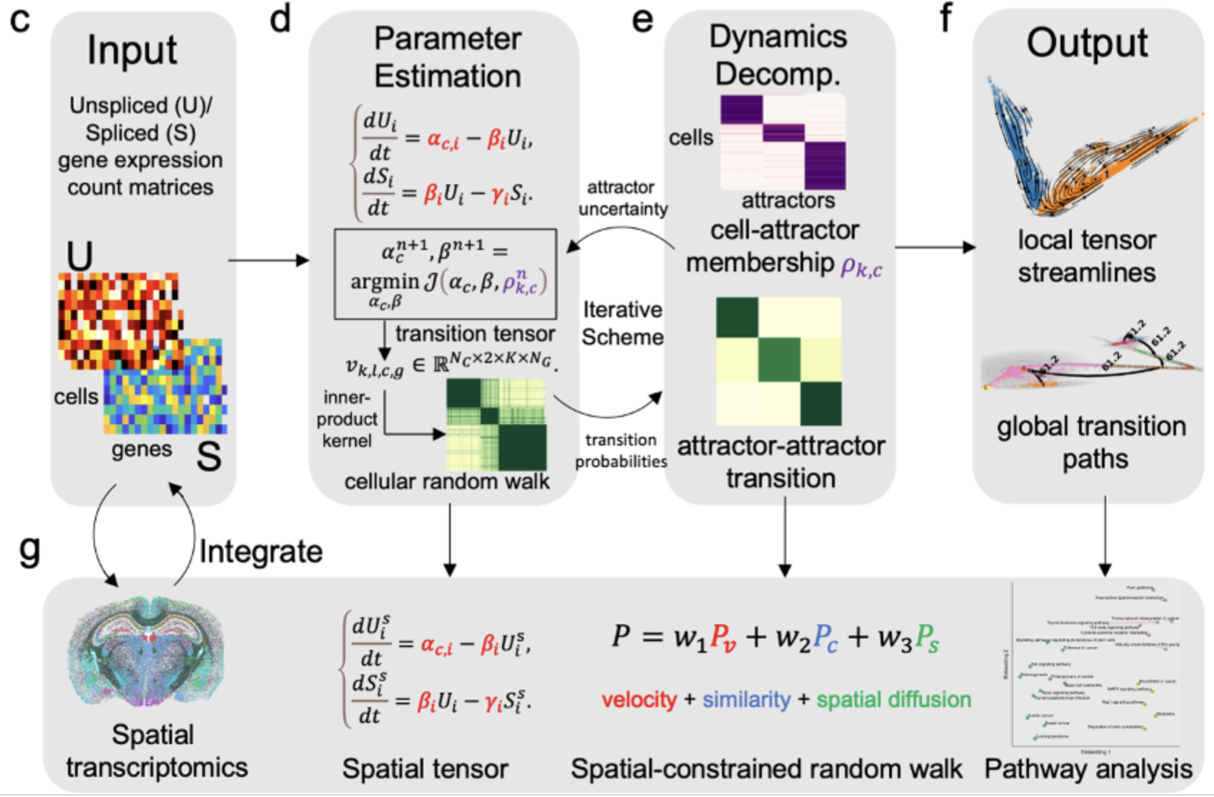 The workflow of the 
                bioinformatic package STT spatial transition tensor of single cells developed in the lab of Federico Bocci